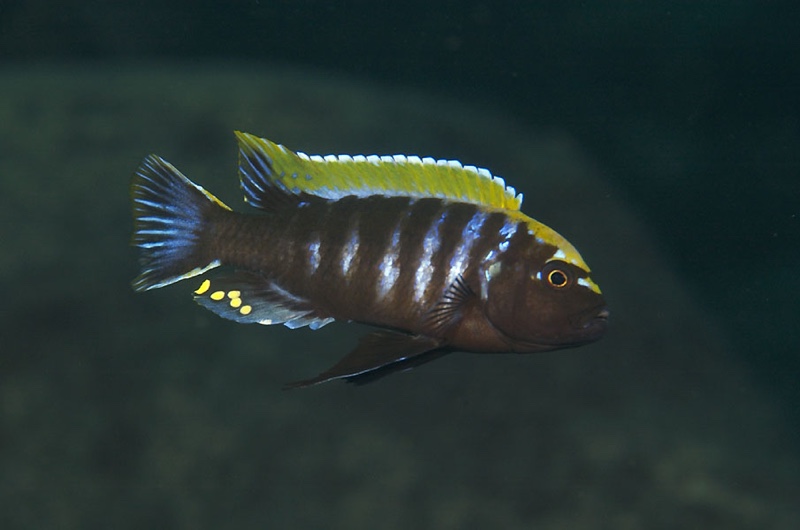 Cynotilapia aurifrons 'Luwino Reef'